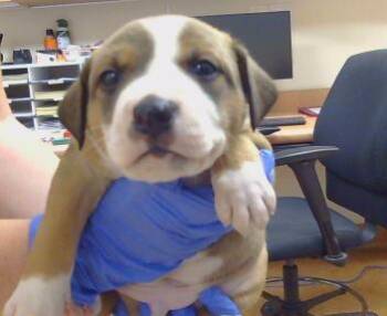 PLUTO -  Pit Bull Terrier Dog for Adoption in Sacramento, California - PLUTO | PetCurious