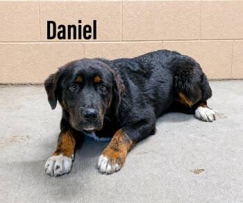 Bernese Mountain Dog Dogs Available for Adoption in Clearfield, Kentucky - Daniel | PetCurious