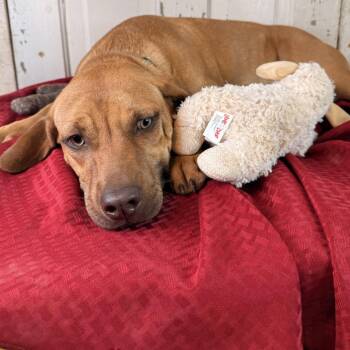 Burt (adoption fee 100) -  Dachshund and Coonhound Dog for Adoption in Atlanta, Texas - Burt (adoption Fee 100) | PetCurious