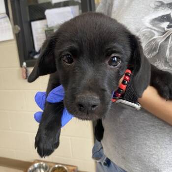 River -  Terrier and Black Labrador Retriever Dog for Adoption in Jacksboro, Tennessee - River | PetCurious
