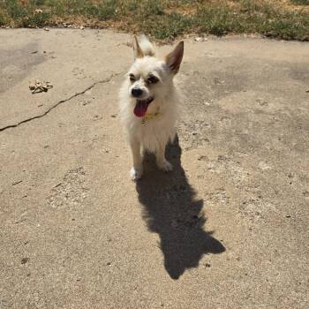 Lala -  Chihuahua and Mixed Breed Dog for Adoption in Tulsa, Oklahoma - Lala | PetCurious