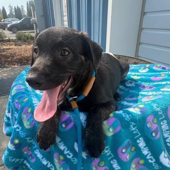 Elvis -  Pit Bull Terrier and Mixed Breed Dog for Adoption in Newberg, Oregon - Elvis | PetCurious