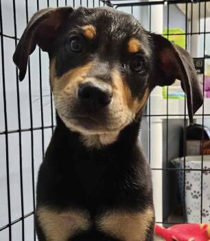 Mixed Breed Dogs Available for Adoption in Homewood, Illinois - Horace | PetCurious