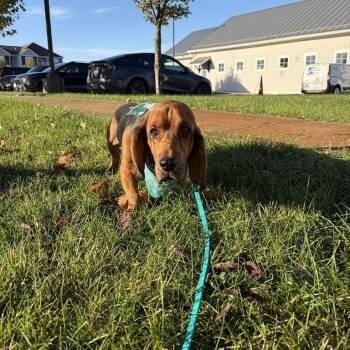 Gomez -  Mixed Breed Dog for Adoption in Canal Winchester, Ohio - Gomez | PetCurious