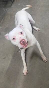 millicent -  Pit Bull Terrier Dog Available for Adoption - Millicent | PetCurious