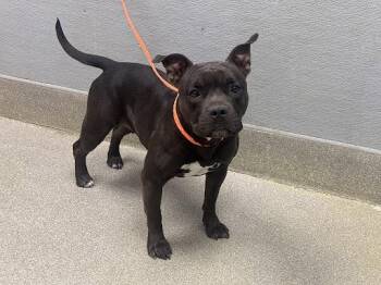 Pit Bull Terrier and Mixed Breed Dogs Available for Adoption in Las Vegas, Nevada - BLACK DIAMOND | PetCurious