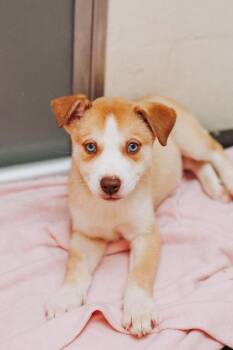 93505A Linda -  Terrier and Mixed Breed Dog for Adoption in North Charleston, South Carolina - 93505A Linda | PetCurious