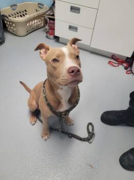 Rescue Pit Bull Terrier Dogs for Adoption in Lawrenceville, Georgia - Pen 187 | PetCurious