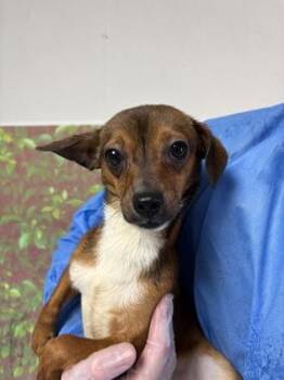 Timbit -  Chihuahua and Mixed Breed Dog for Adoption in San Antonio, Texas - Timbit | PetCurious