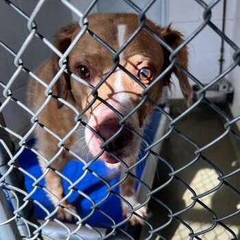 72111 -  Cardigan Welsh Corgi Dog for Adoption in Harrisonburg, Virginia - 72111 | PetCurious