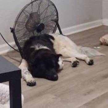 Akita and Collie Dogs Available for Adoption in Galveston, Texas - Twin | PetCurious