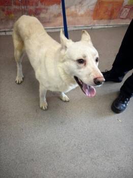 LUKE -  Siberian Husky and Mixed Breed Dog for Adoption in San Bernardino, California - LUKE | PetCurious