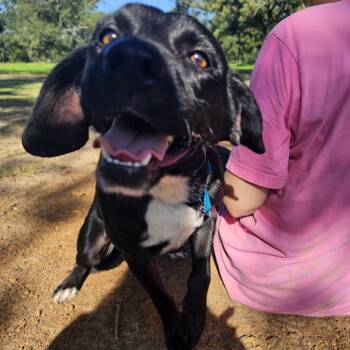 Nevada -  Black Labrador Retriever Dog for Adoption in Wadena, Minnesota - Nevada | PetCurious