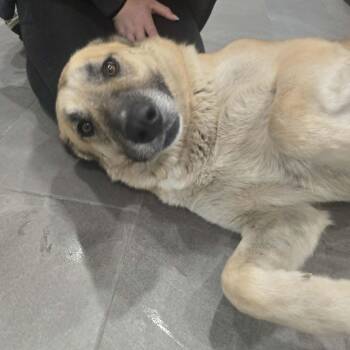 German Shepherd Dog and Husky Dogs Available for Adoption in Chesterfield, Missouri - Justice | PetCurious