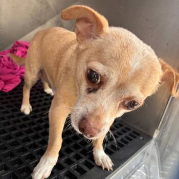 Paquito FKA Patrick -  Chihuahua Dog for Adoption in Philadelphia, Pennsylvania - Paquito FKA Patrick | PetCurious