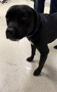 BLUEBERRY -  Pit Bull Terrier and Mixed Breed Dog for Adoption in Riverside, California - BLUEBERRY | PetCurious