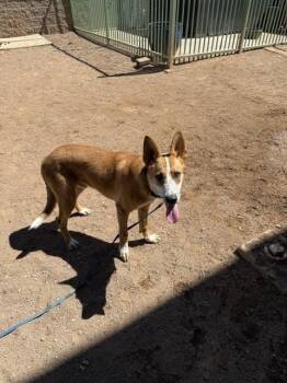 Shrimpy -  Mixed Breed Dog for Adoption in Hobbs, New Mexico - Shrimpy | PetCurious
