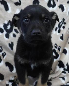 Shepherd Dogs Available for Adoption - Omer | PetCurious