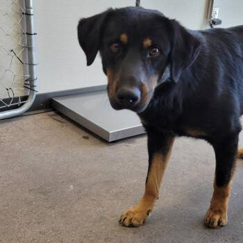 Mixed Breed Dogs Available for Adoption in Las Cruces, New Mexico - 105361 | PetCurious