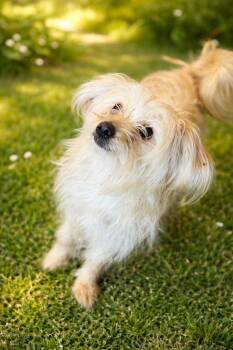 Silky Terrier and Terrier Dogs Available for Adoption in Phoenix, Arizona - Bonita | PetCurious