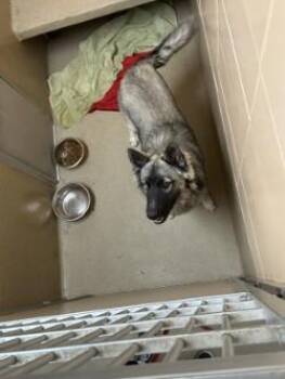 Caper -  Mixed Breed Dog for Adoption in Longmont, Colorado - Caper | PetCurious