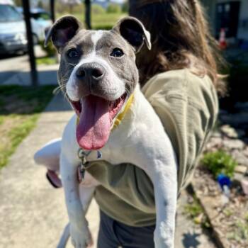 Mixed Breed Dogs Available for Adoption in Hendersonville, North Carolina - Kira | PetCurious