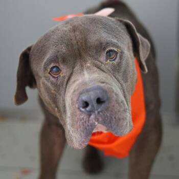 A812113 -  American Staffordshire Terrier Dog for Adoption in San Antonio, Texas - A812113 | PetCurious