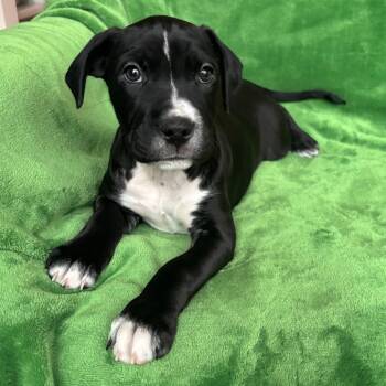 Black Labrador Retriever and Mixed Breed Dogs Available for Adoption - Mulligan | PetCurious