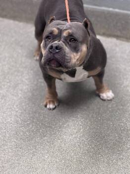Pit Bull Terrier Dogs Available for Adoption in Las Vegas, Nevada - MAE | PetCurious