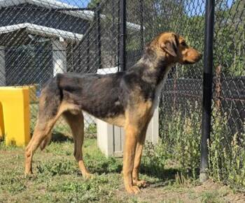Hound and Mixed Breed Dogs Available for Adoption in Conway, South Carolina - Hickory | PetCurious