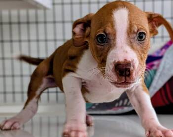 Ben -  Mixed Breed Dog for Adoption in St. Augustine, Florida - Ben | PetCurious