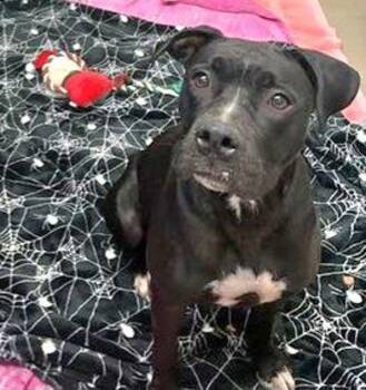 Pit Bull Terrier Dogs Available for Adoption - Misty | PetCurious