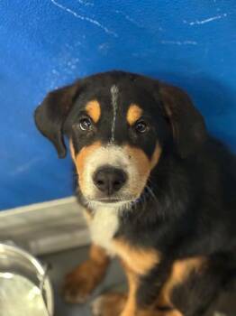 A255330 -  Labrador Retriever and Mixed Breed Dog for Adoption in Visalia, California - A255330 | PetCurious