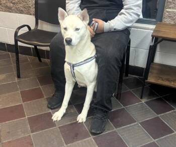 Siberian Husky Dogs Available for Adoption - Appa | PetCurious