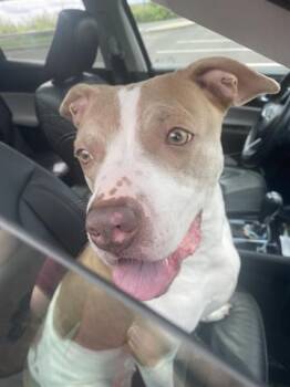 Pit Bull Terrier Dogs Available for Adoption in Dayton, Ohio - JENNIFER COOLIDGE | PetCurious