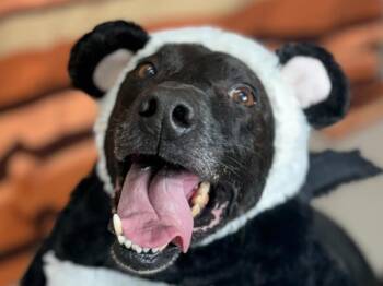 Seamus -  Labrador Retriever and Boxer Dog for Adoption in Portland, Oregon - Seamus | PetCurious