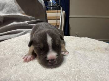 Carmichael- Nuggets litter -  American Staffordshire Terrier Dog for Adoption in Holly Springs, North Carolina - Carmichael- Nuggets Litter | PetCurious