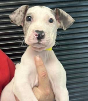 Shepherd and Mixed Breed Dogs Available for Adoption in West Chester, Pennsylvania - Frida | PetCurious