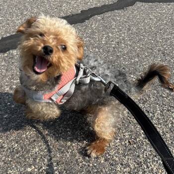 Whinnie -  Yorkshire Terrier and Mixed Breed Dog for Adoption in Wadena, Minnesota - Whinnie | PetCurious
