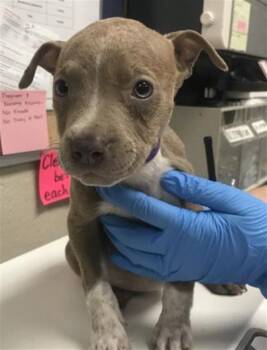 PRAIRIE -  Pit Bull Terrier Dog for Adoption in Conroe, Texas - PRAIRIE | PetCurious