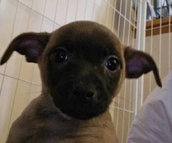 Amber -  Chihuahua and Terrier Dog for Adoption in Aurora, Colorado - Amber | PetCurious