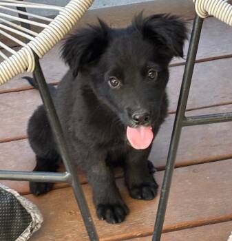 German Shepherd Dog and Border Collie Dogs Available for Adoption - Midnight | PetCurious