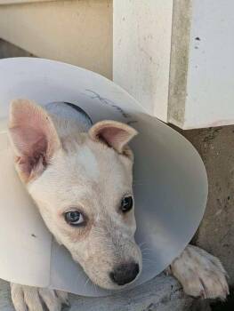 Australian Cattle Dog Blue Heeler and Shepherd Dogs Available for Adoption - Jewel (AVAILABLE 4/7) | PetCurious