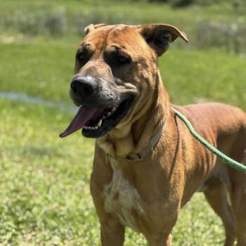 Gordo -  American Staffordshire Terrier Dog for Adoption in Pearland, Texas - Gordo | PetCurious
