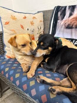 Maple -  Chihuahua and Terrier Dog for Adoption in Ellijay, Georgia - Maple | PetCurious