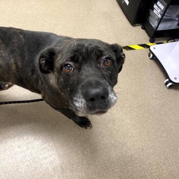 Chloe A2275679 -  Pit Bull Terrier and Mixed Breed Dog for Adoption in Los Angeles, California - Chloe A2275679 | PetCurious
