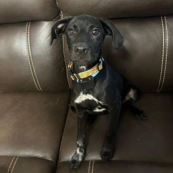 Black Labrador Retriever Dogs Available for Adoption in Baldwin, Maryland - Pepper | PetCurious