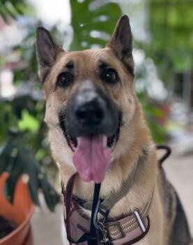 Rescue German Shepherd Dog Dogs for Adoption in Livonia, Michigan - Loki | PetCurious