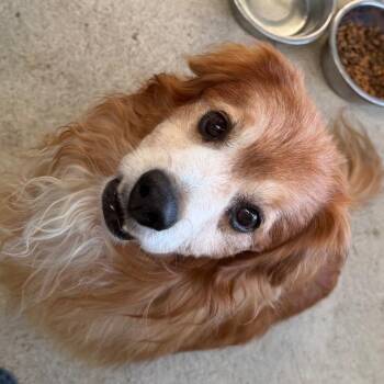 Spaniel Dogs Available for Adoption - Carhartt | PetCurious