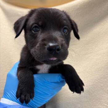 Harvey -  Shepherd and Mixed Breed Dog for Adoption in San Antonio, Texas - Harvey | PetCurious